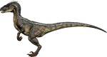 Velociraptor (Male)