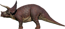 Triceratops (C)