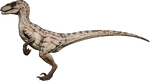 Velociraptor (Female)