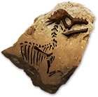 Pachyfossilicon.png