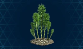 Horsetails