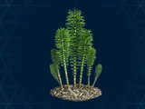 Horsetails