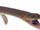 Plesiosaurus