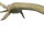 Elasmosaurus
