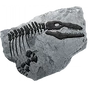 Fossil mosasaur uncommon