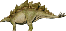 Stegosaurus (C)