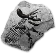 Ceratopsidfossilicon