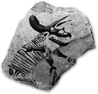 Ceratopsidfossilicon