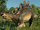 Wuerhosaurus