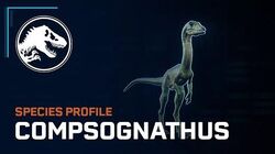 Species Profile - Compsognathus