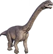 Camarasaurus