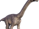 Camarasaurus