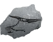 Fossil flyingreptilecrest uncommon