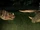 Stegoceratops (mission)
