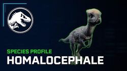 Species Profile - Homalocephale