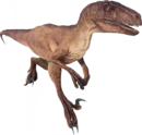 Velociraptor