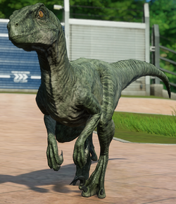 Velociraptor Available in expeditions