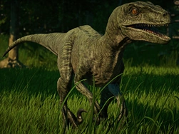Velociraptor Disponible dans le Centre d'expedition