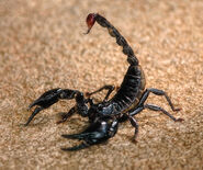 Scorpion.