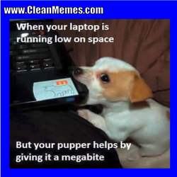clean dog memes