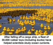 The rubber ducks are an easter egg to these "Friendly Floatees".