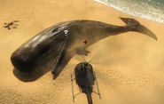 The Beached Whale.
