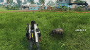 Wild pigs just south of the south settlement.