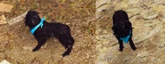 JC3 dog Salirosan Skramp.png (128 KB) As seen in JC3.