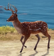 A deer seen in Petra, Medici.