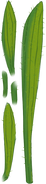 D cactus