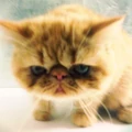 justinbieber "#tuts" via Instagram