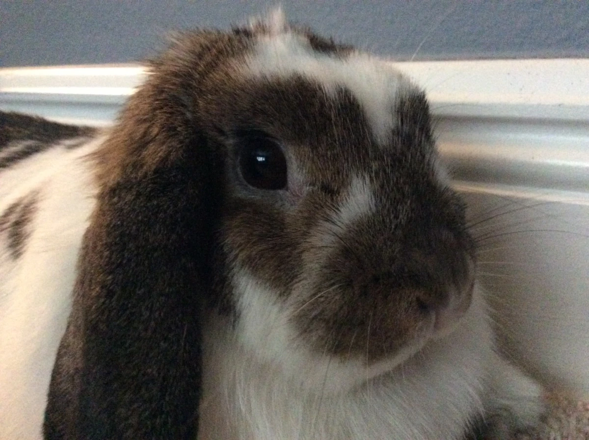 Rabbits Stop the Hurt K.A.B ( Kids Against Bullying ) Wiki Fandom