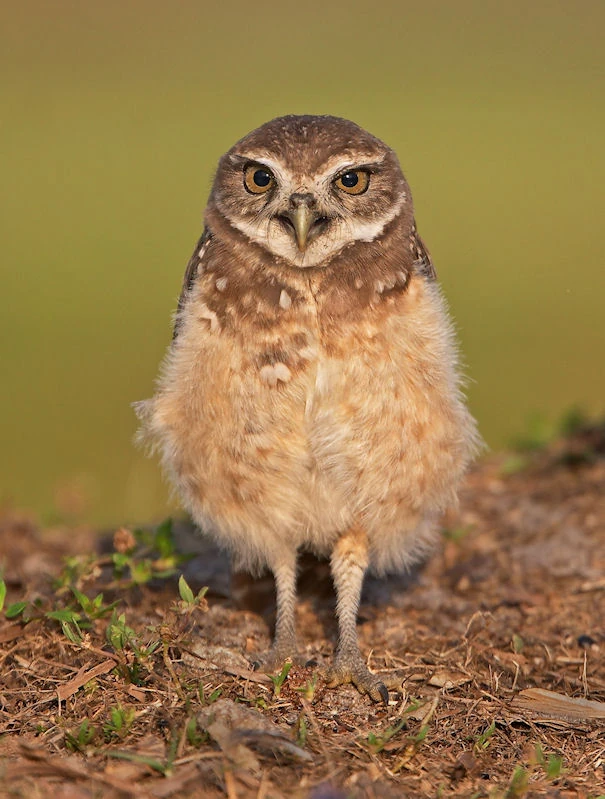 Raptor | Kaida Wiki | Fandom