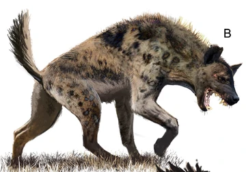 HYENA STATION  Abilene Zoo welcomes two new hyenas