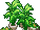 Leafy Plant - cafeteria nipponica.png