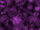 Skull Tile Purple.jpg