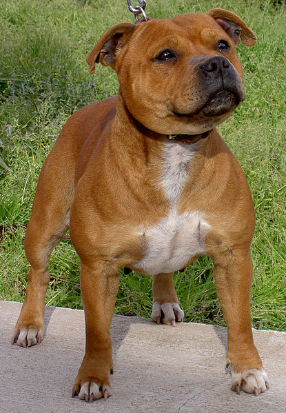 English staffordshire sale