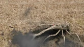 Unnamed insect