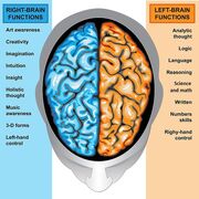 Brain R and L.jpg
