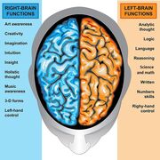 Brain R and L