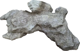 Окаменелость