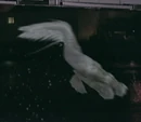 Flyingfish (Swimming Mode)
