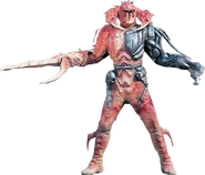 Crimson Creeper