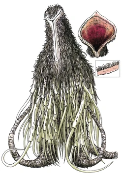 Oonamazu Kamen Rider Wiki Fandom