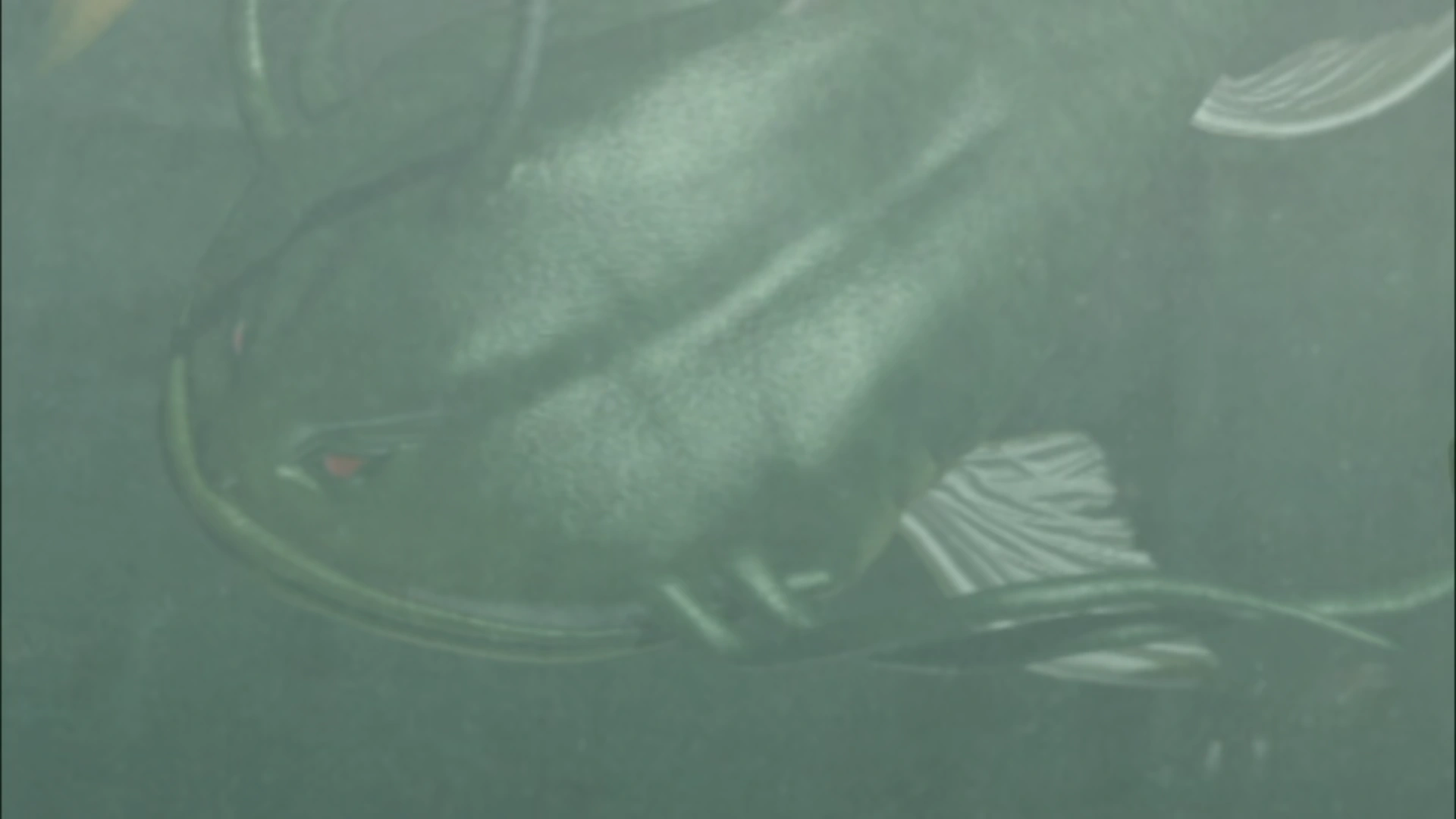 Oonamazu Kamen Rider Wiki Fandom