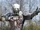 Roidmude 078