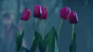 Tulip Hopper into real Tulip.jpg (62 KB) Tulip Hoppers disguising themselves and the riders as regular red tulips