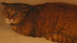 Кошка