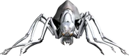 Ooari