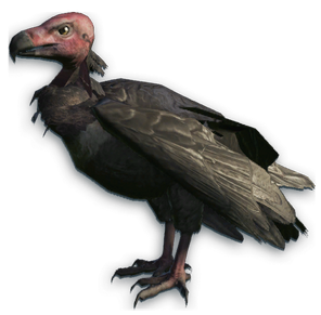 Sępnik różowogłowy.png